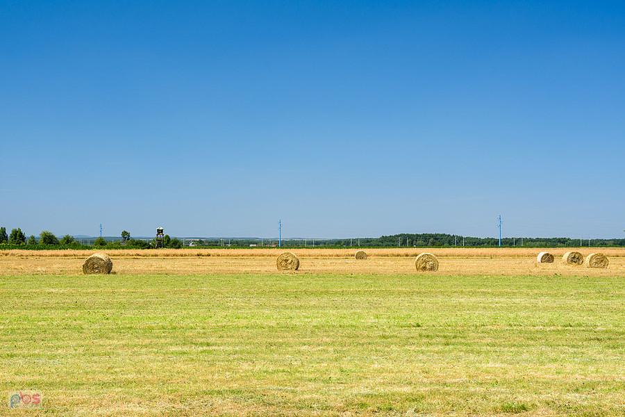 Pola w miejscowości Brzostek