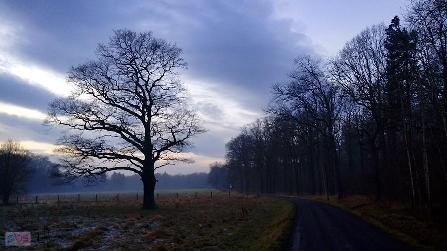 Dąb miechowicki
