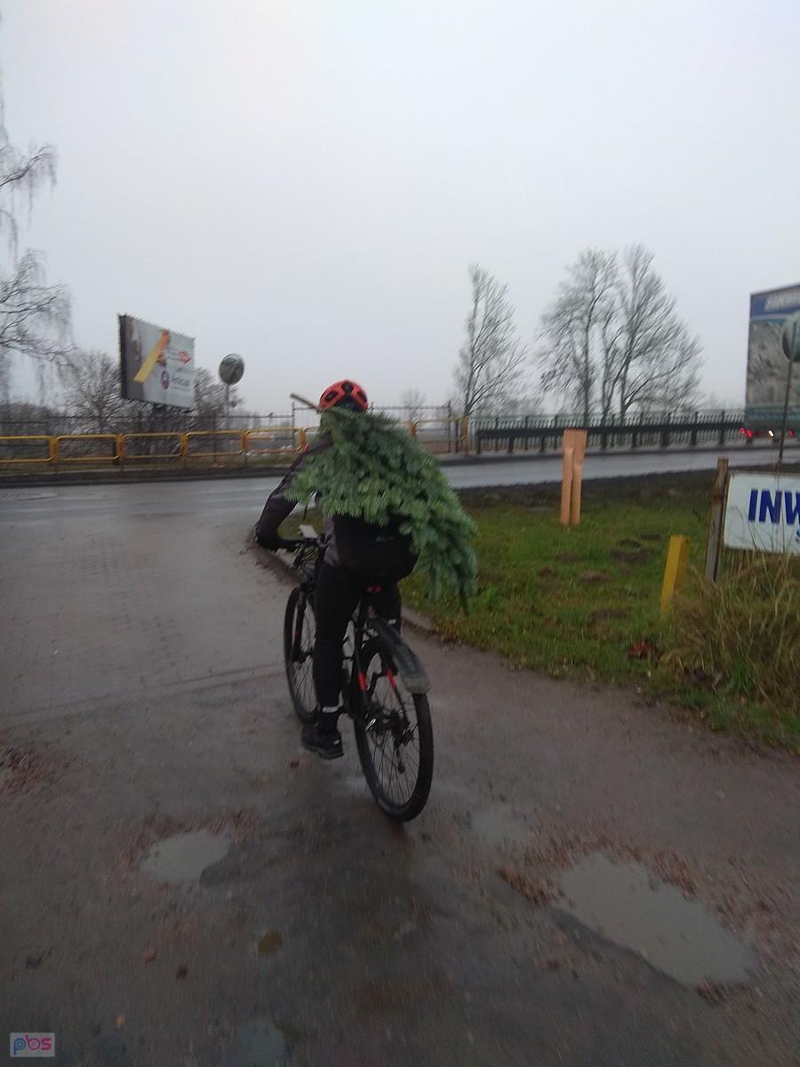 Choinkowy Darecki w obiektywie Krzywego