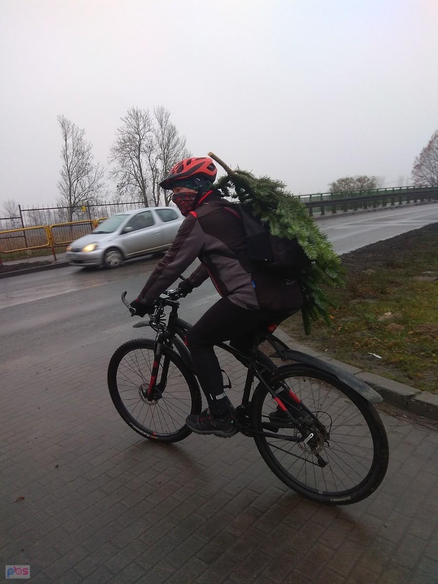Choinkowy Darecki w obiektywie Krzywego