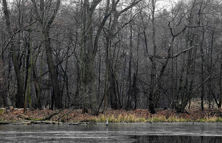 Czy ktoś widział dziub-dziuba? Czyli znajdź czaplę. Las Dębiński, Poznań