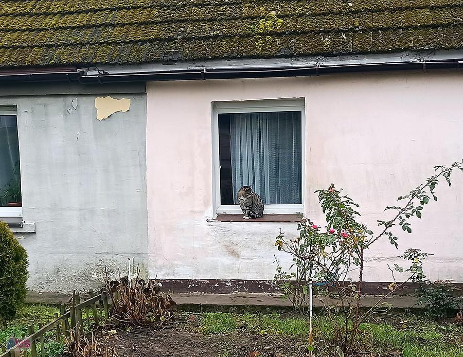 kotek na parapecie w Dołujach.