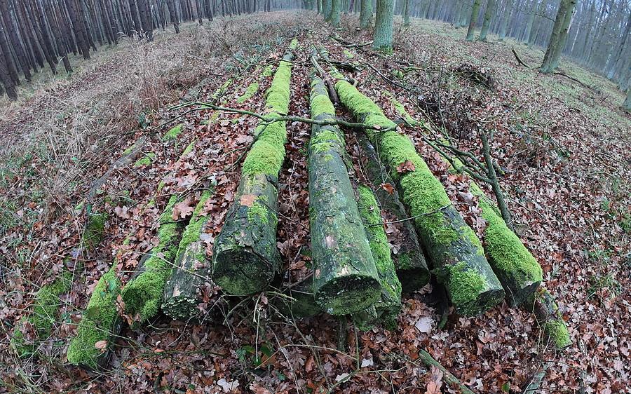 Powycinali i zapomnieli