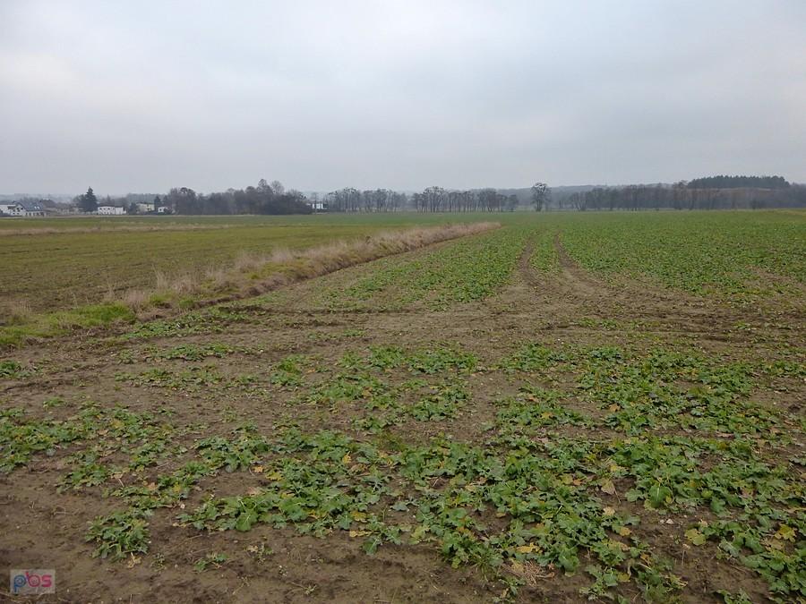Wyprowadziłem nas w pole