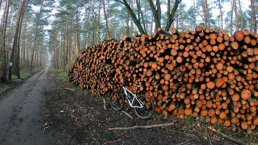 Kolejna wycinka (rejon Lusowskiego) - tną wsystkie gatunki drewna