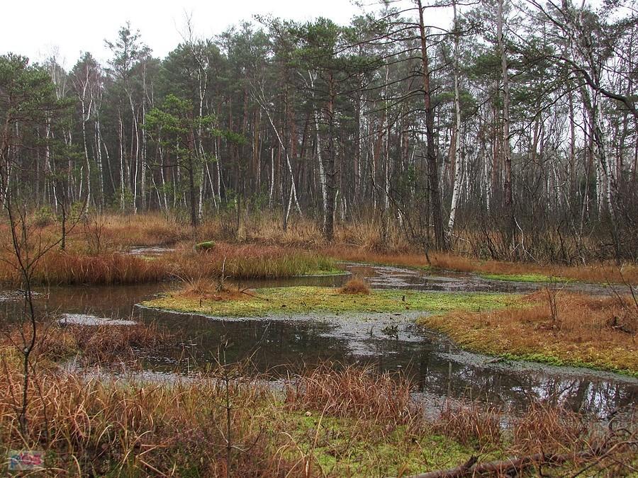 Goździkowe Bagno to niewielkie torfowisko wysokie, niedaleko Celestynowa