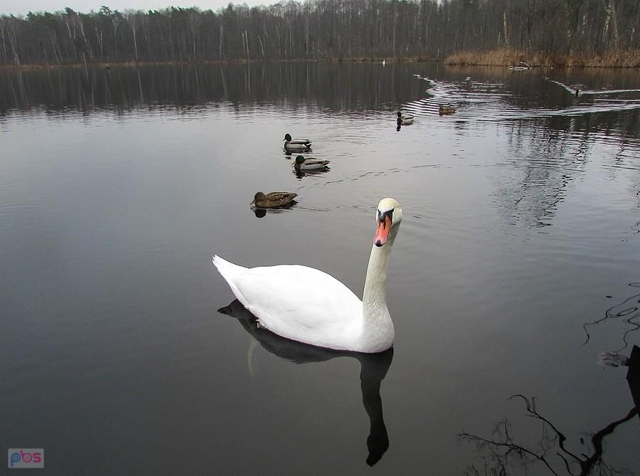 Łabędź na jeziorze Torfy