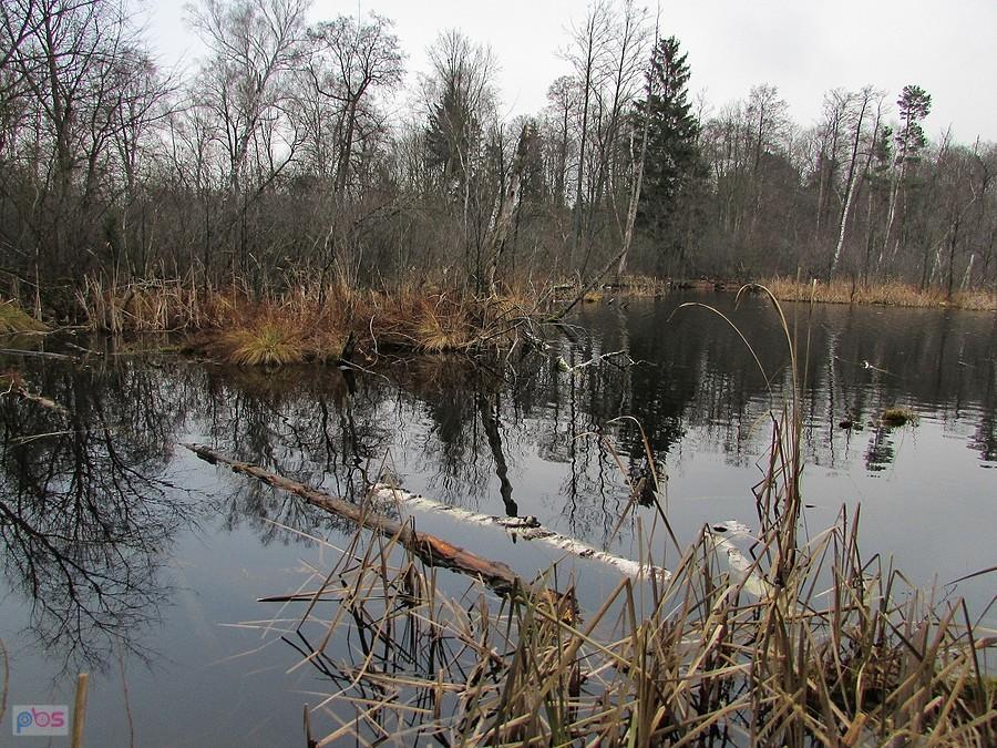 Jezioro powstało po dawnym wyrobisku torfu, stąd nazwa rezerwatu - Na Torfach