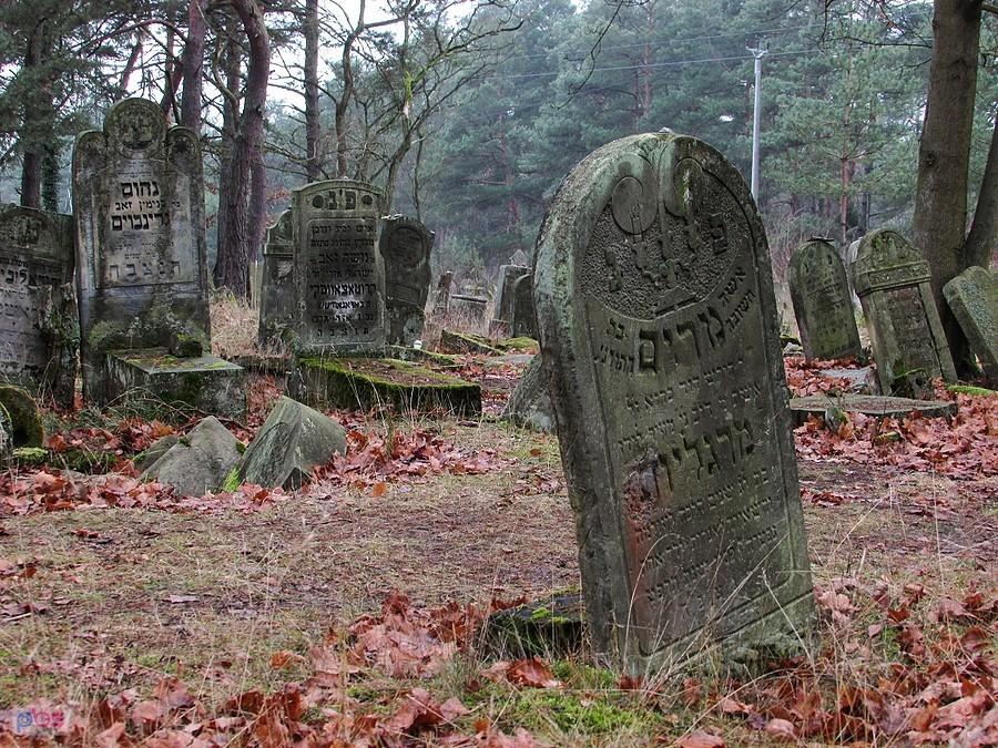 Otwocki kirkut ma powierzchnię 1,7 ha, zachowało sięna nim około 900 macew