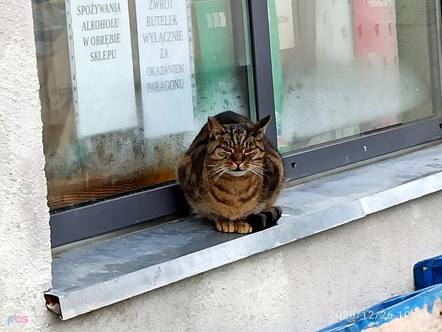 Kotek na oknie Żabki w Pilchowie.