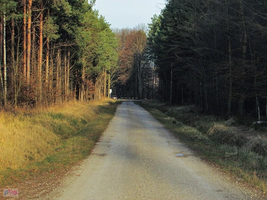 Leśne dukty wokół Bolimowa doskonałe są do jazdy na rowerze