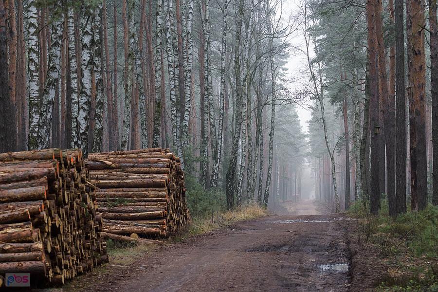 Droga w kierunku Poraja, w pobliżu osady Bloki Kolejowe