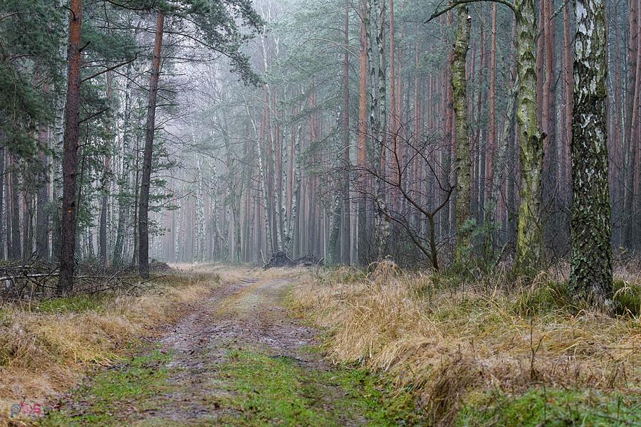 Las w pobliżu osady bloki Kolejowe