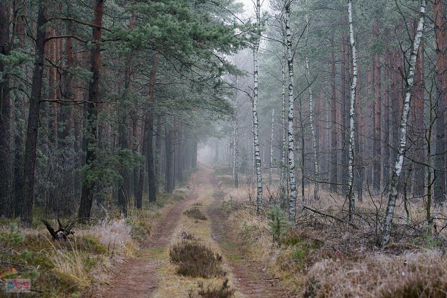 Las w pobliżu osady bloki Kolejowe