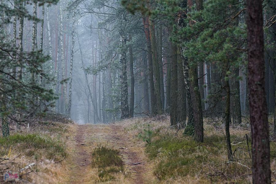 Las w pobliżu osady bloki Kolejowe