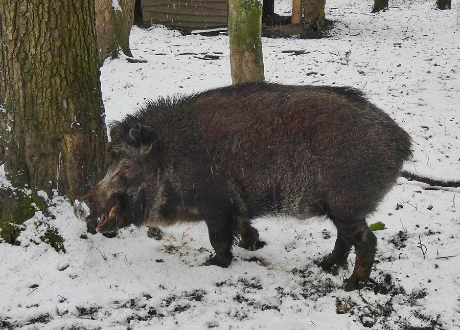 Dzik z Ogrodu Bobrowego ze śniegu chyba zadowolony