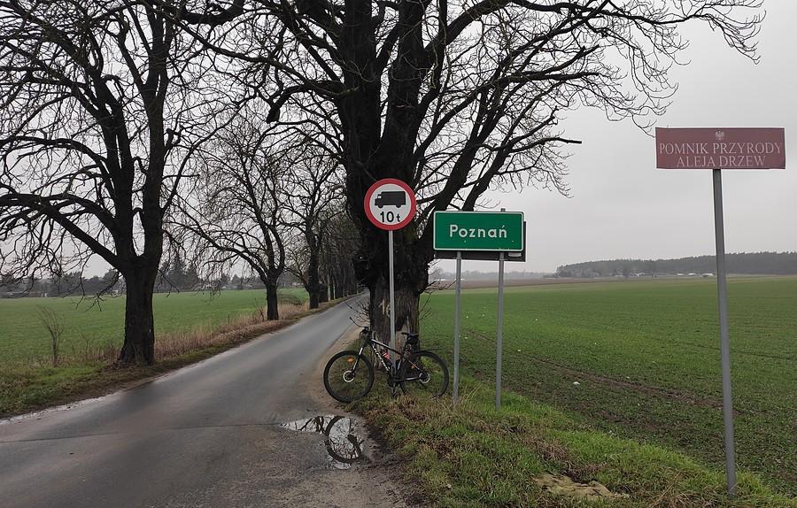 Kasztanowa aleja, niestety spora jej część będzie do wycięcia