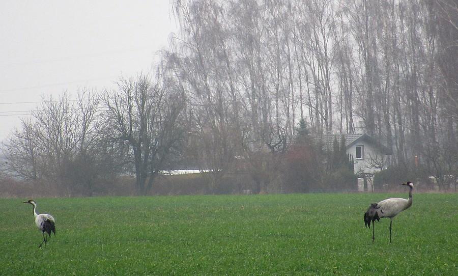 Wypatrzone w szarości dwa żurawie