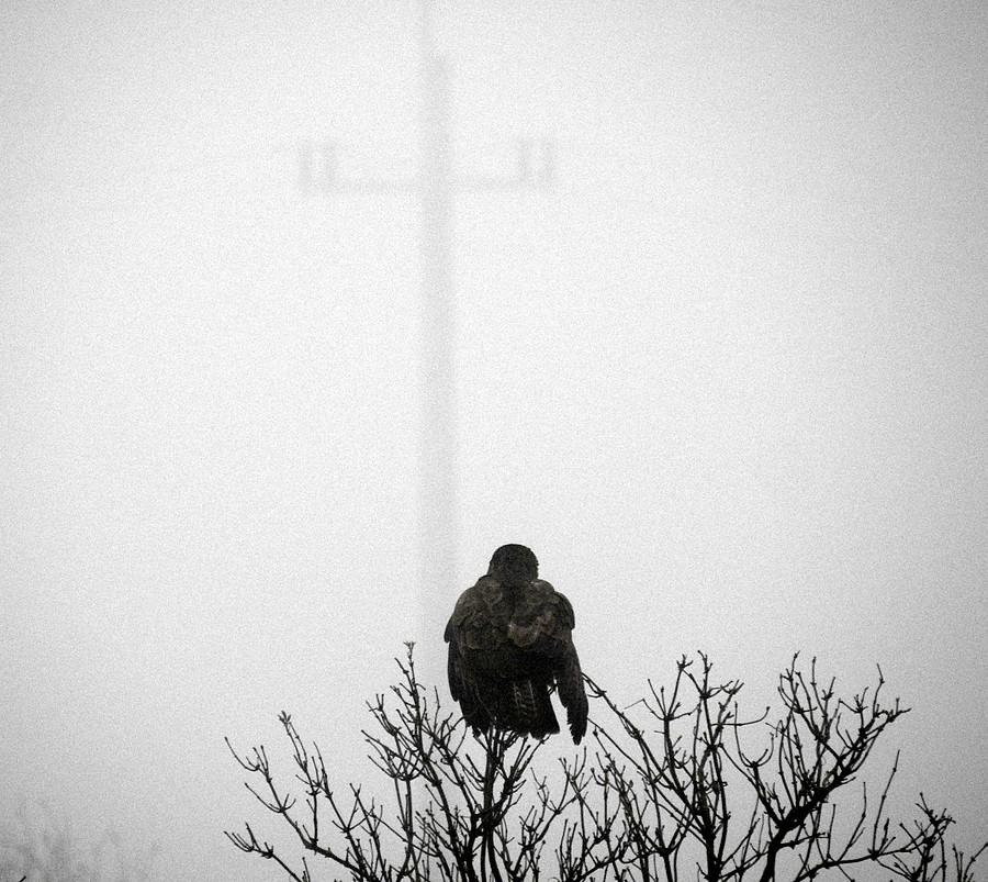 Myszołów zapatrzony w zamglony słup