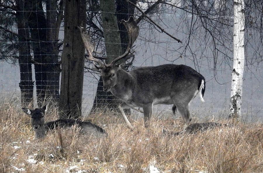 Przegląd stada