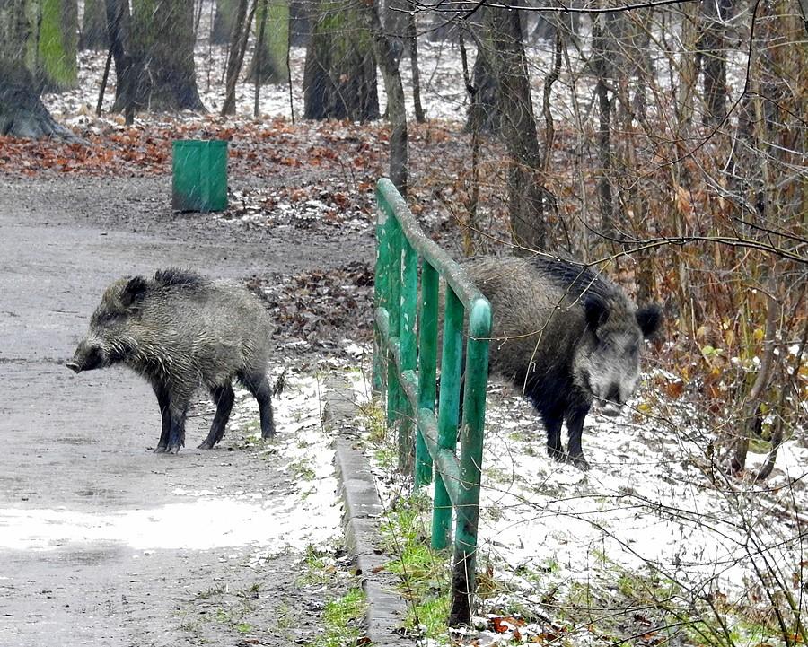 Obustronne zaskoczenie