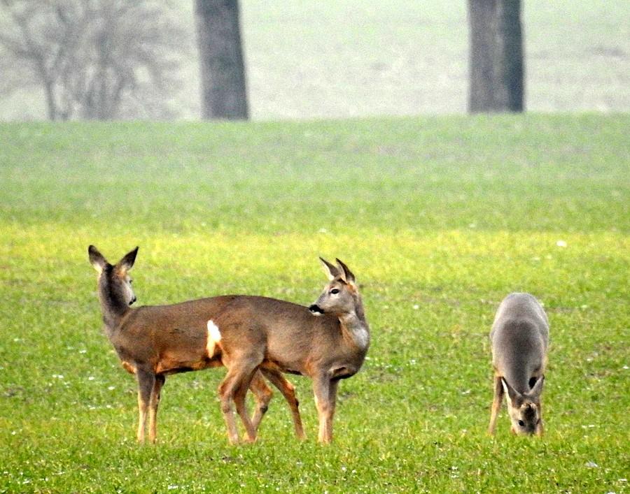 Sarnie trio