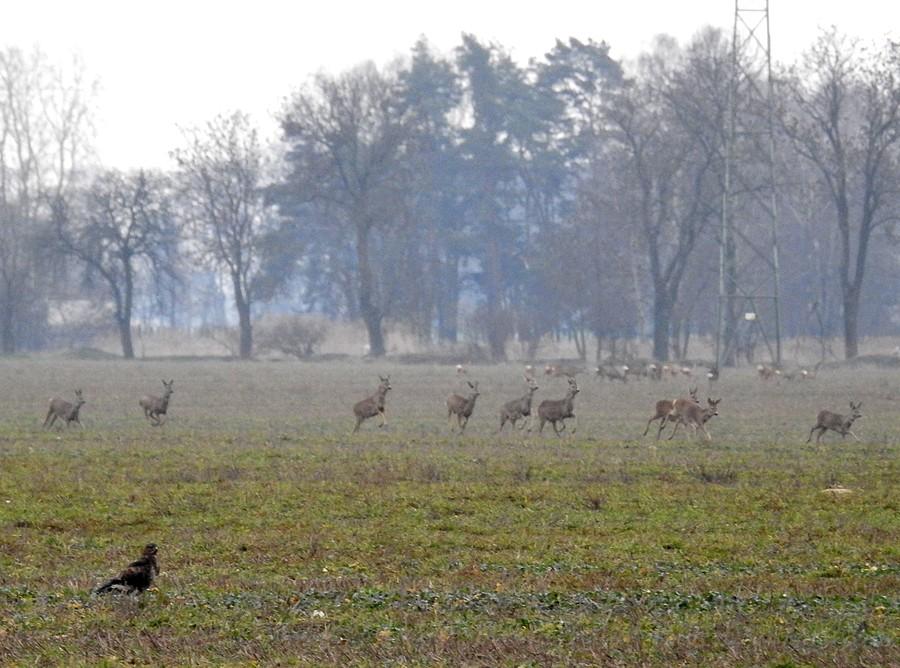 Myszołów i stado saren