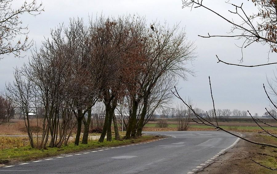 Normalny szoszon jedzie dalej. Nienormalny (czyli ja) widzi drapieżnika na drzewie i łapie za aparat :)