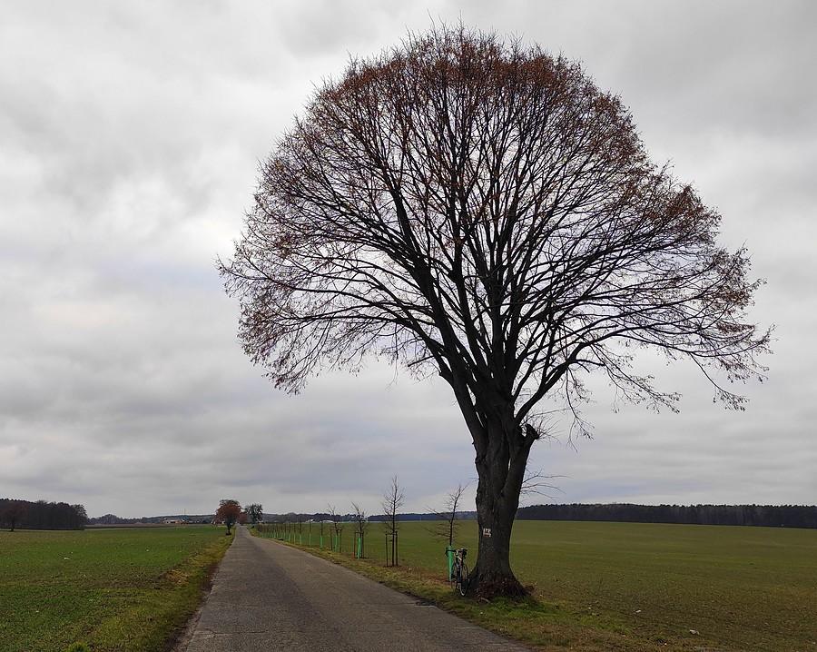 Parkowanie pod drzewem