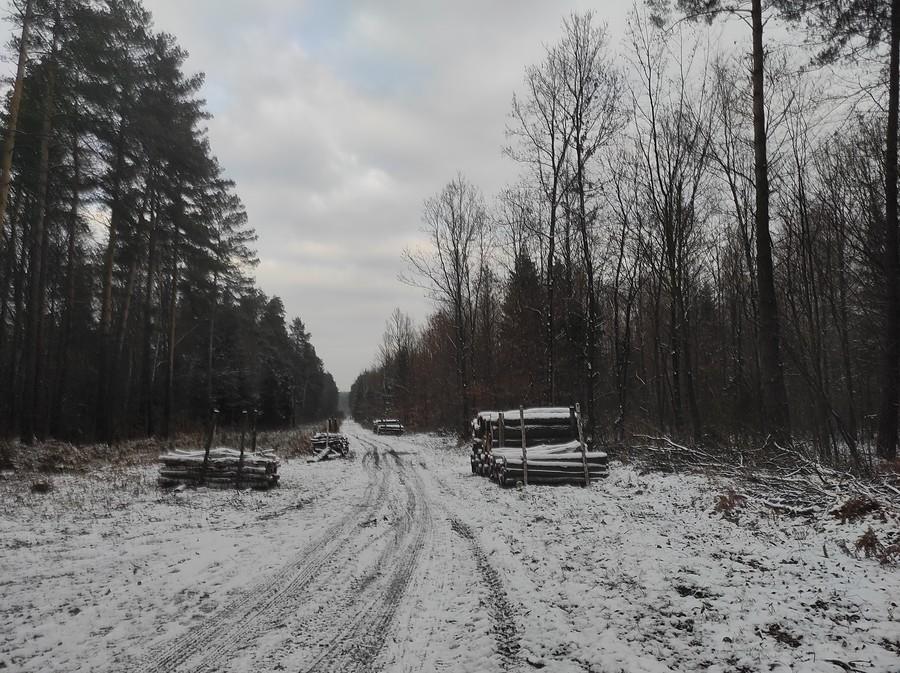 Śnieg w lesie