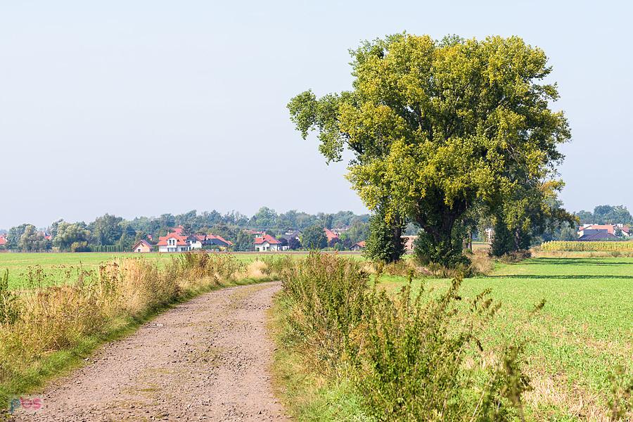 Święta Katarzyna - widok w kierunku Wrocławia