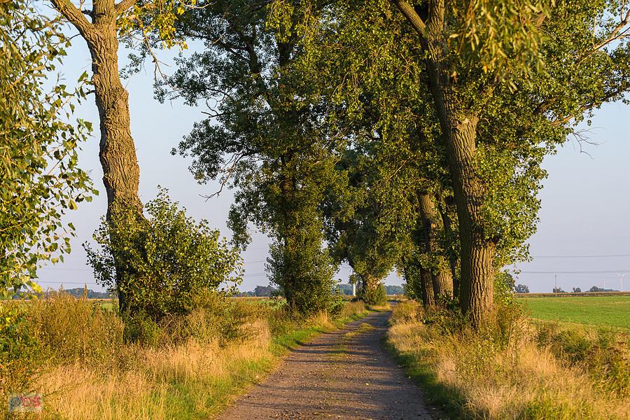 Święta Katarzyna