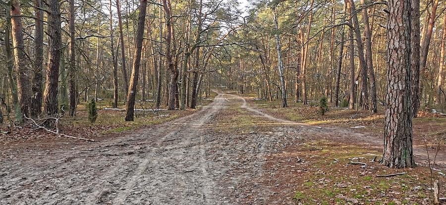 Puszczańska droga