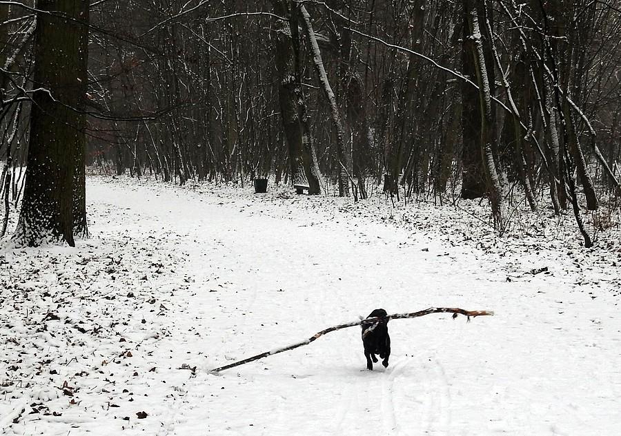 Jakiś tam kijek w tym śniegu się znalazł... :)