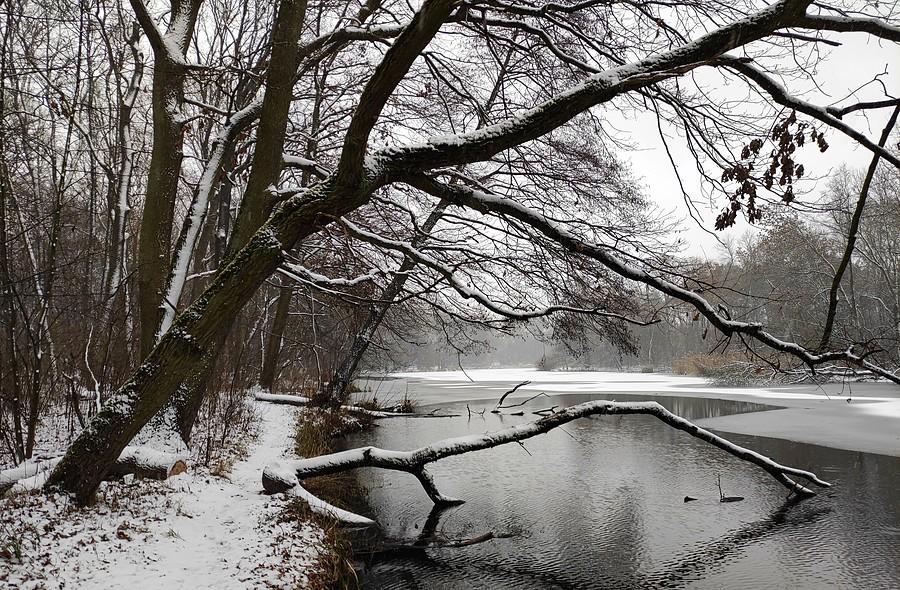 Zamarznięta Dębina, Poznań