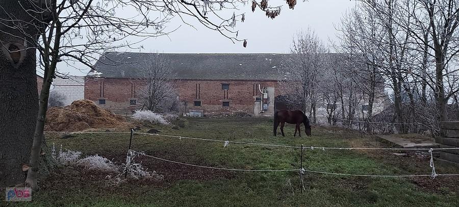 Samotny konik...