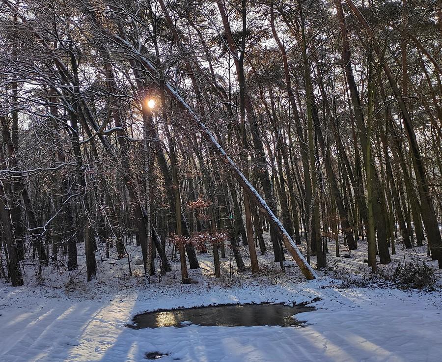 Prześwit drzewno-śniegowy