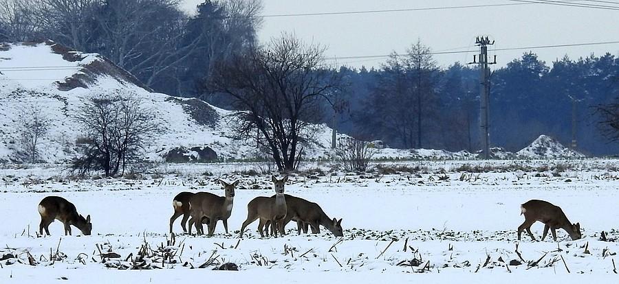 Stado dość spokojnych saren
