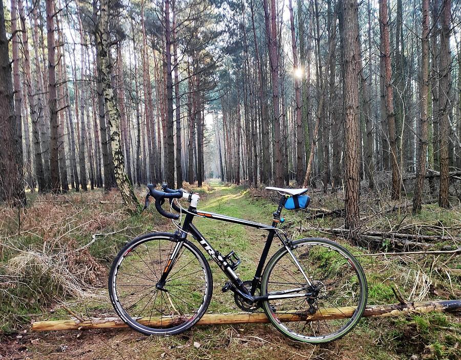 W ulubionym lesie prześwitów