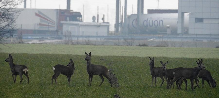 Czworonożna ochrona punktu poboru opłat na A2 :)