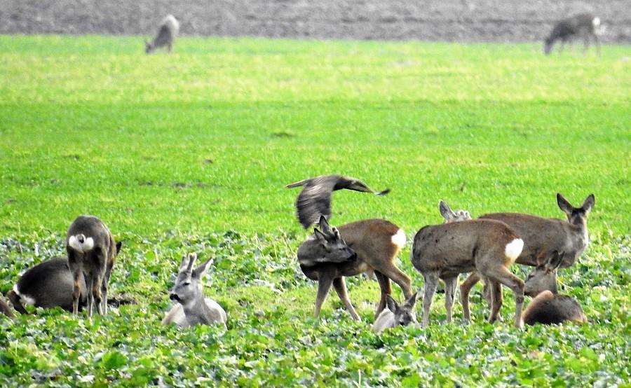 Myszołów pikujący wśród saren