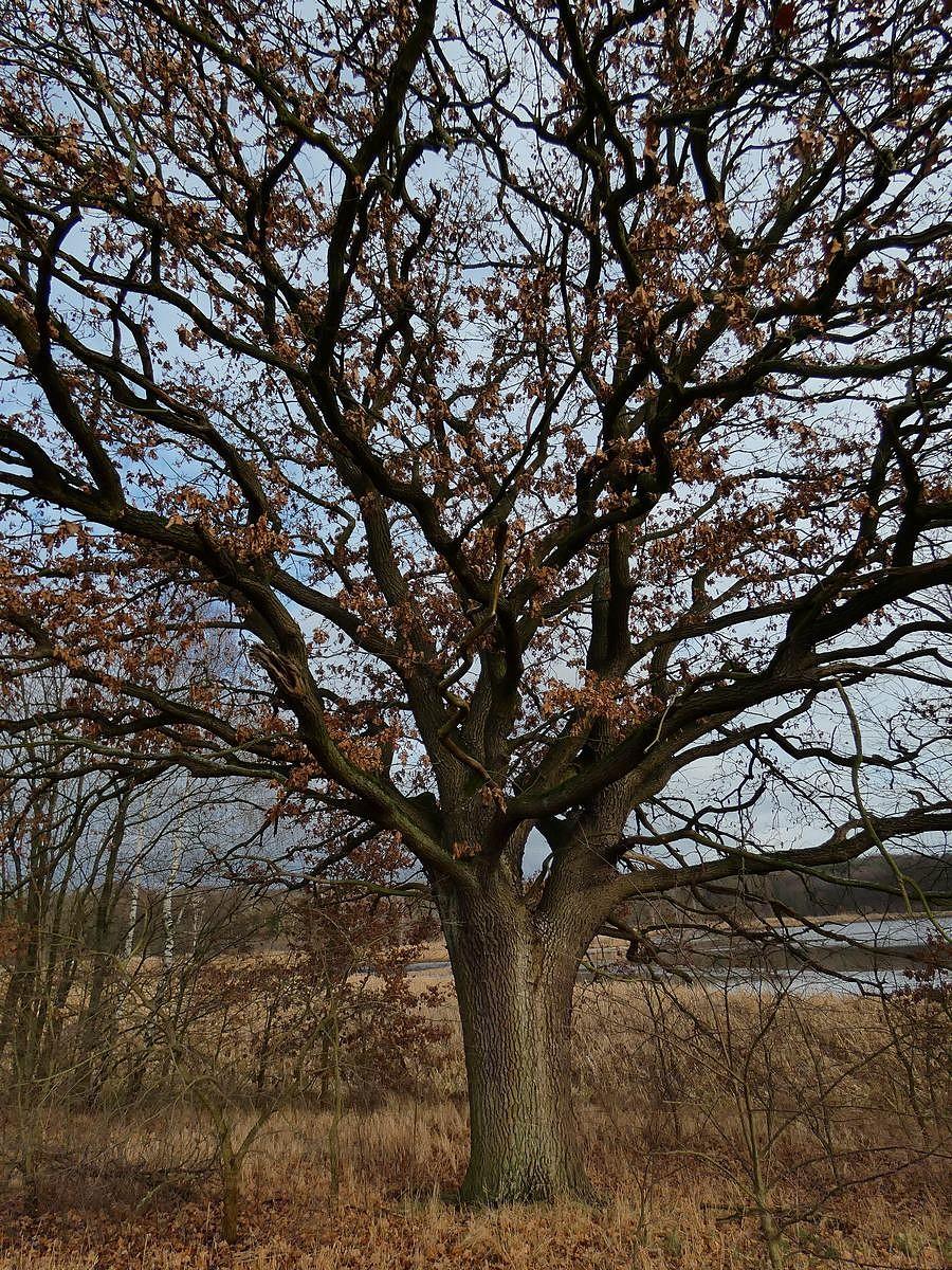 Pomnikowy Dąb nad Stawami Ośniańskimi