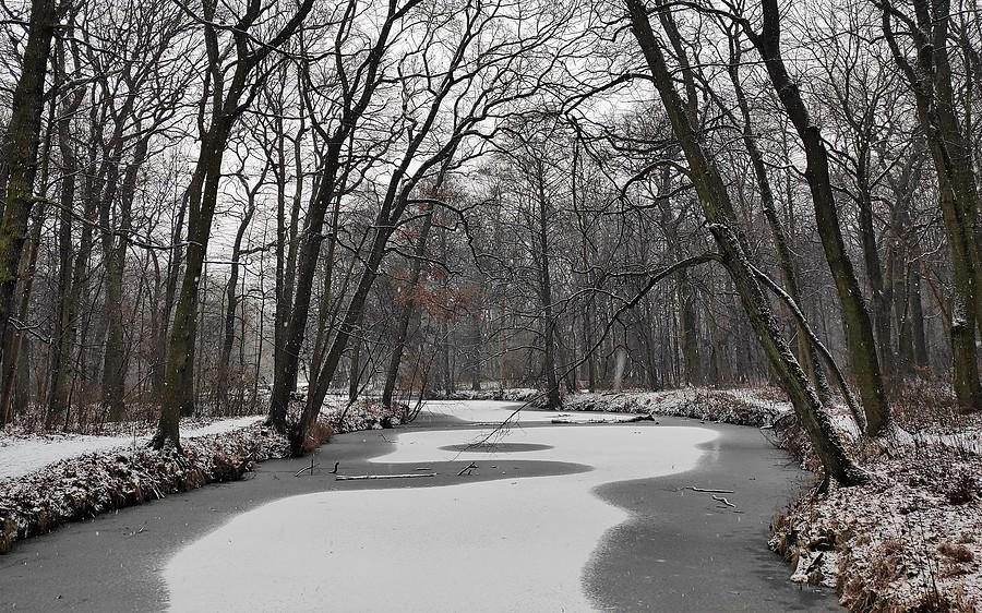 Zamarznięty staw na Dębinie, Poznań