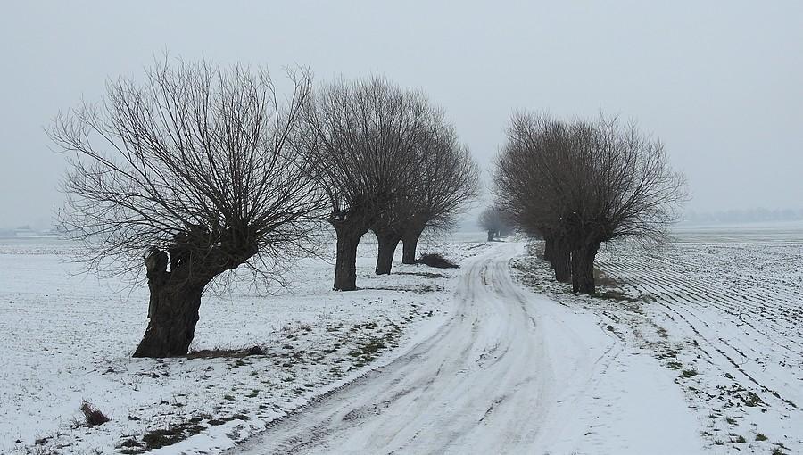 Znów zimowo