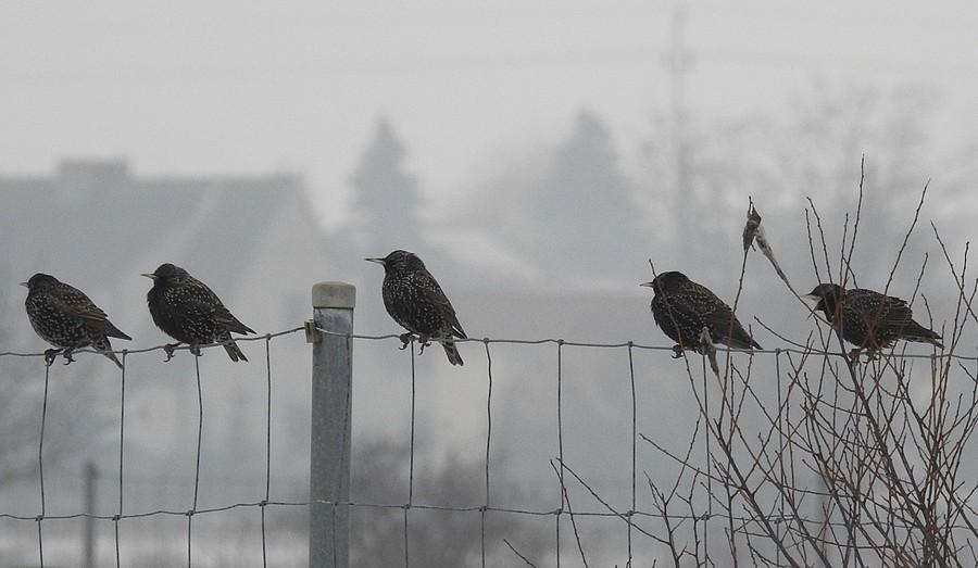 Cztery szpaki spokojne i jeden krzykacz :)