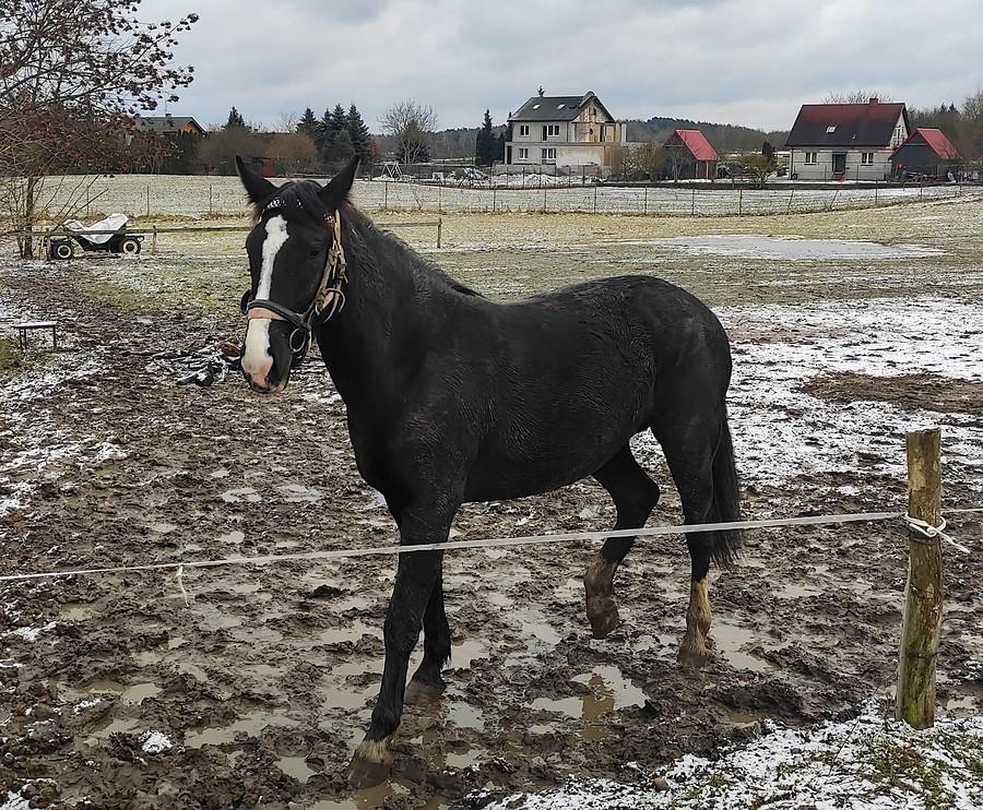 Ciekawski konik