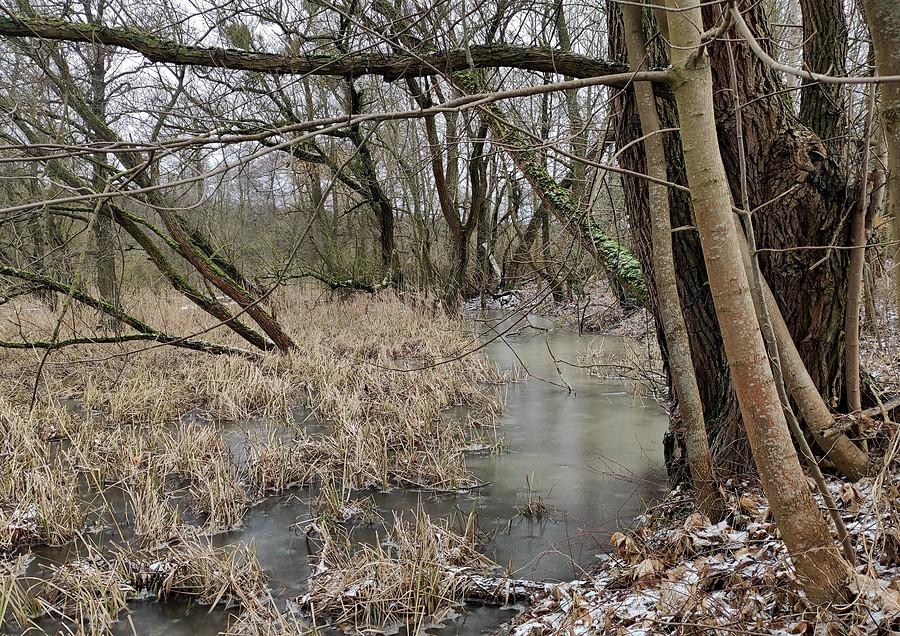 Zamarznięte mokradło