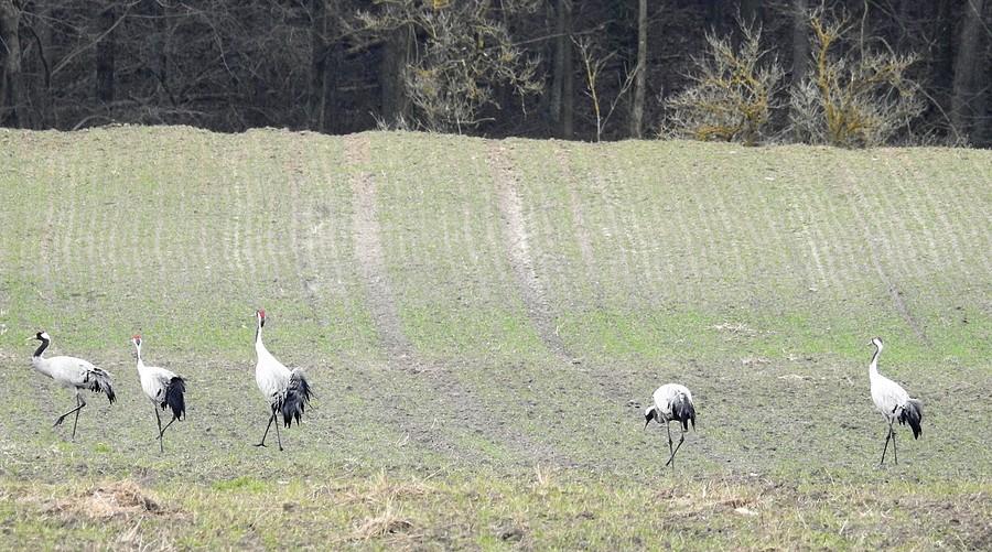 Żurawiego marsz!