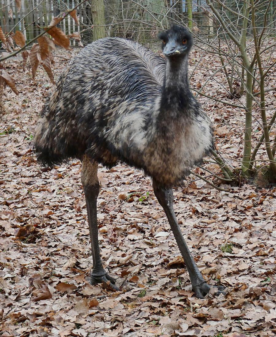 Emu, nowy mieszkaniec ogrodu bobrowego w Nowym Młynie