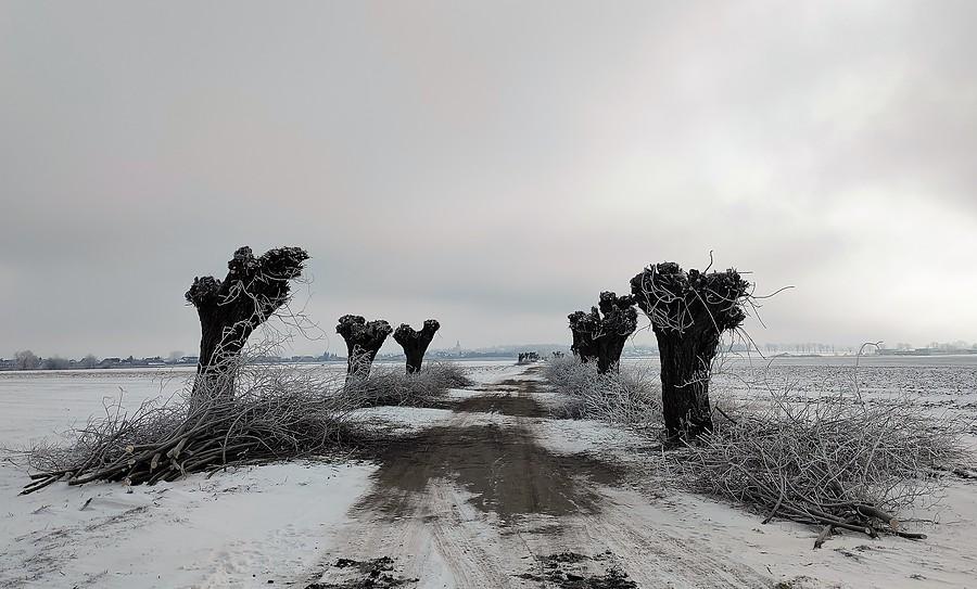 Na szczęście to nie wycinka, a tylko "pielęgnacja"